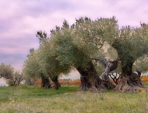 El aceite de oliva (Curiosidades)