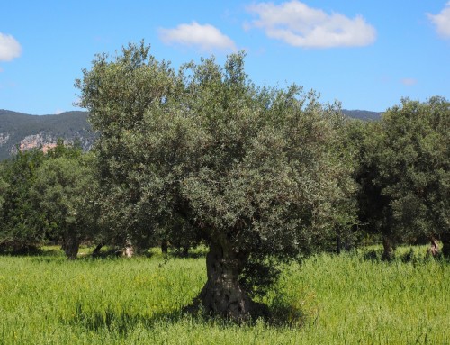 El aceite de oliva en la Antigua Grecia
