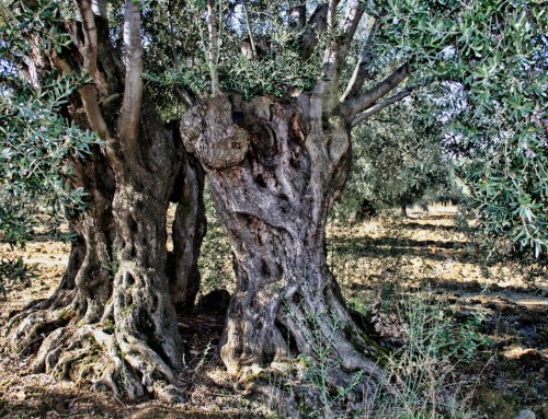 El aceite de oliva en el Imperio Romano