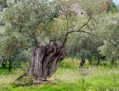 El aceite de oliva en el Antiguo Israel