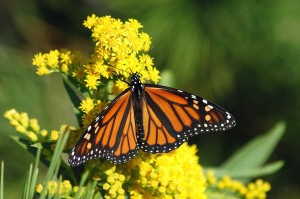 mariposa monarca2