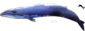 Comparativa entre un hombre y una ballena azul