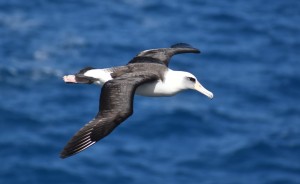 albatross-