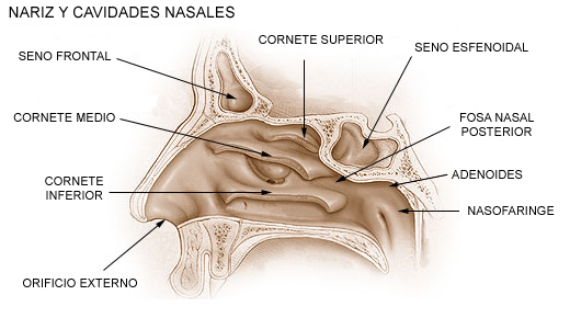 cavidades_nasales
