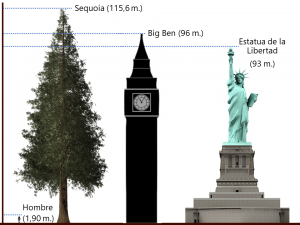 Comparativa sequoia